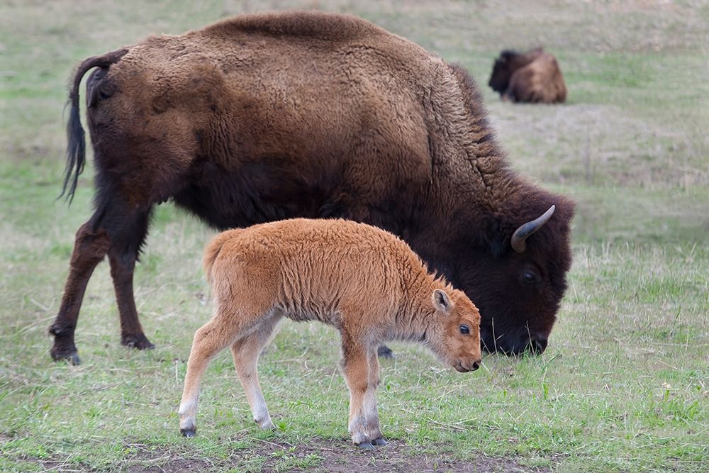 South Dakota-Custer State Park-Bison mother and calf-Bison bison